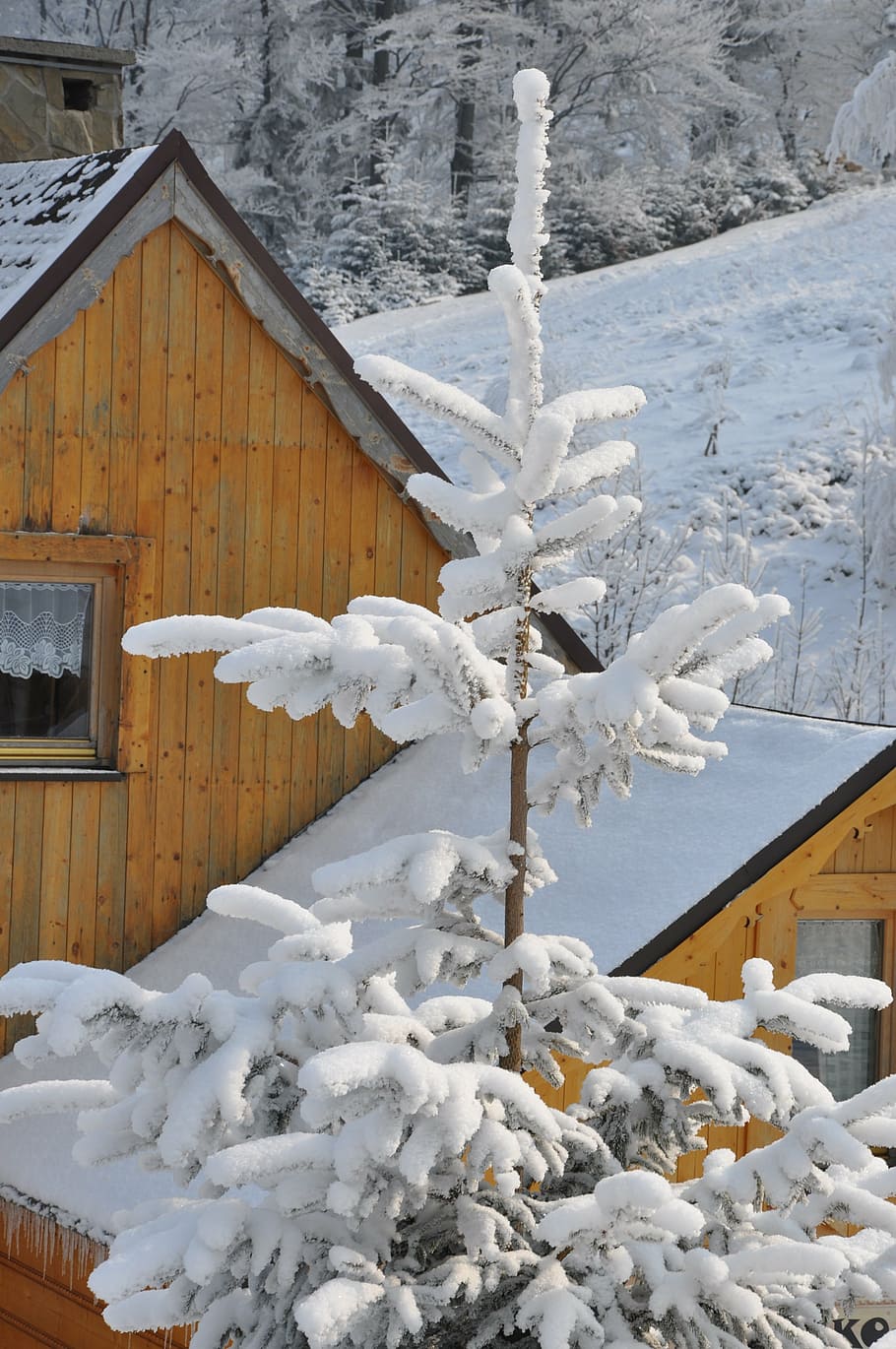 winter, snow, spruce, mountains, cottage, view, landscape, szczyrk HD wallpaper