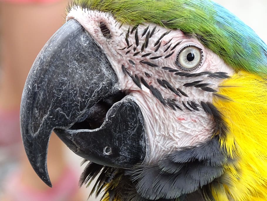 close-up photo of blue-and-yellow macaw, Ara, Parrot, Portrait