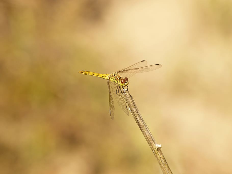 dragonfly, bug, summer, nature, macro, animals, insect, one animal HD wallpaper
