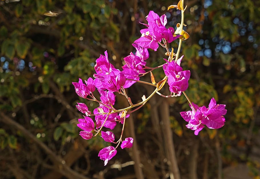 buganvilla, flowers, purple, lanzarote, branch, flowering plant, HD wallpaper