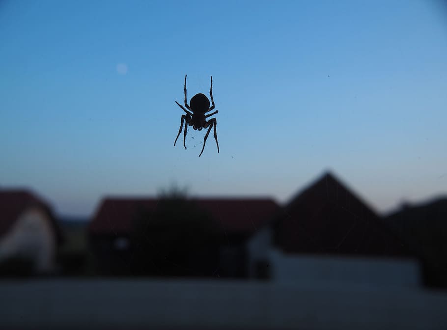 spider, network, abendstimmung, close, arachnid, nature, halloween HD wallpaper