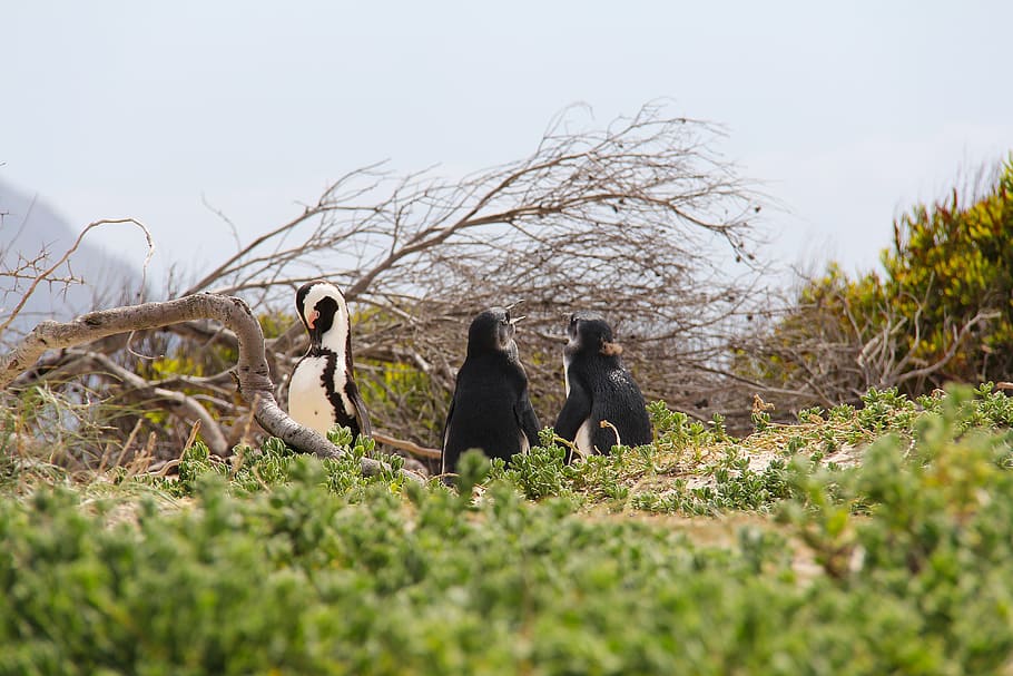 penguins, cute, cuddly, beautiful, beach, boulders beach, cape town HD wallpaper