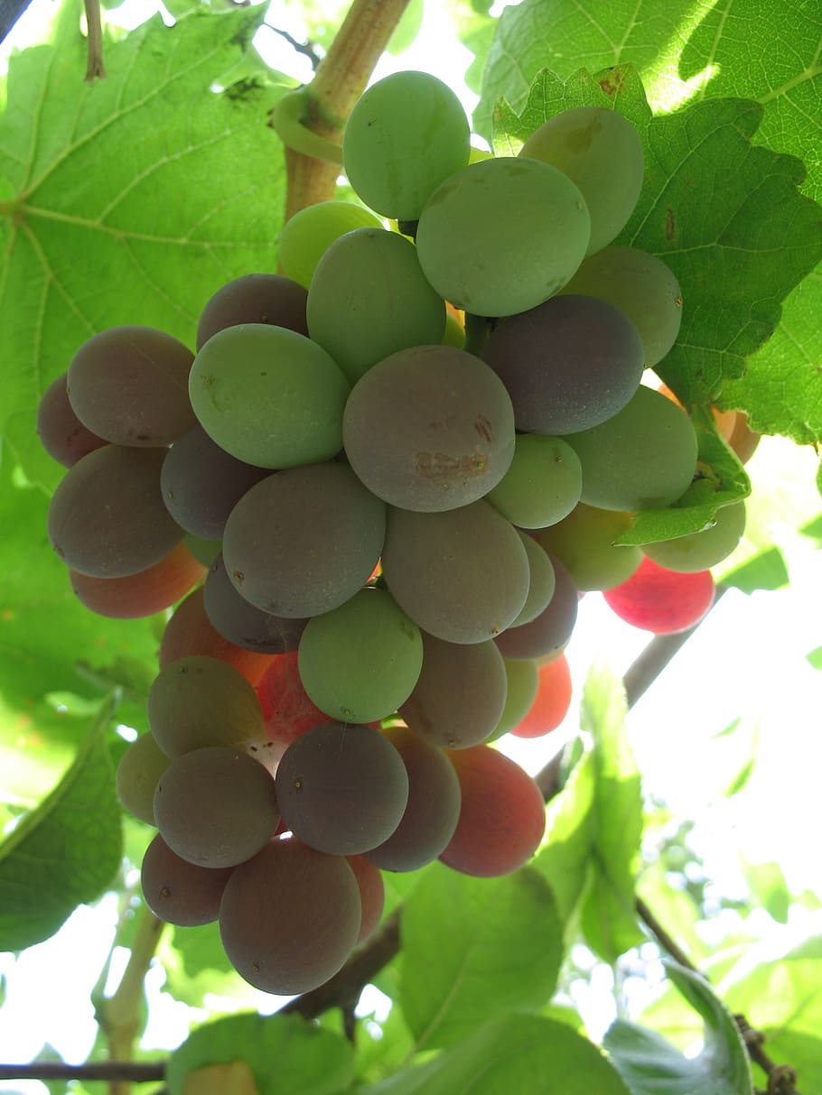 fruit, grape, garden, natural, summer, green, growth, plant HD wallpaper