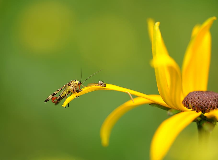 communis, insect, nature, predatory insect, plant, sun hat HD wallpaper