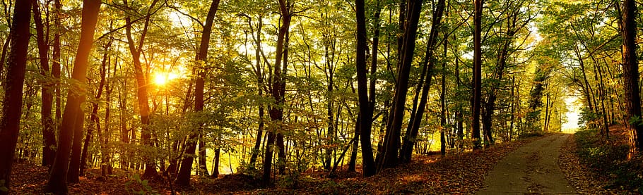 road near green leaf trees during sunset, sunrise, forest, forest path HD wallpaper