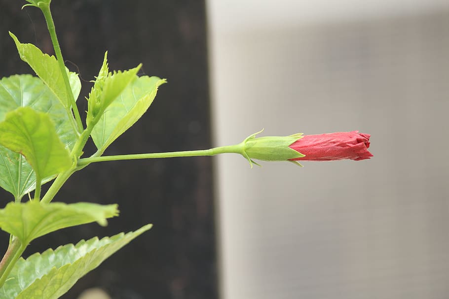 bud, growing, plant, plant part, leaf, close-up, flower, beauty in nature HD wallpaper