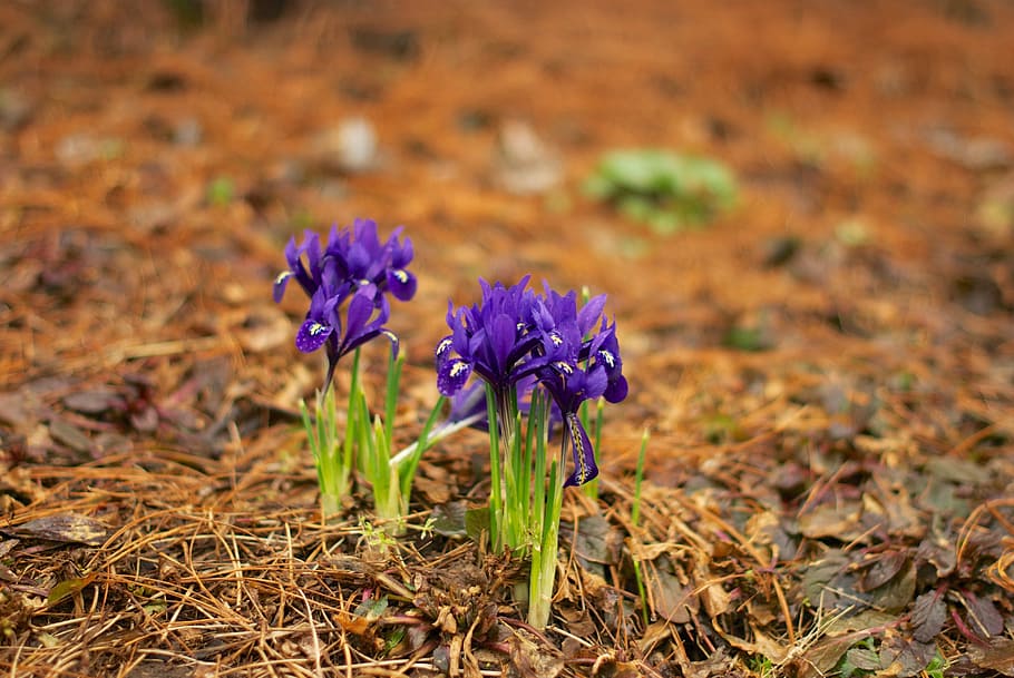 iris, spring, physic garden, flora, flowers, bloom, bud, greens HD wallpaper