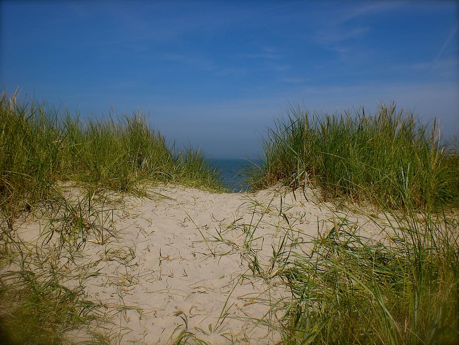 HD wallpaper: sea, dunes, dune grass, sand, north sea, path, sand road ...