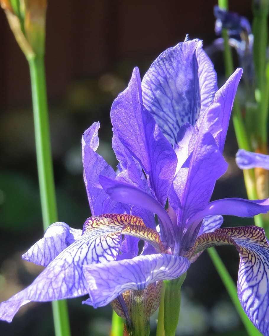 iris, flower, shage, violet, flowering plant, vulnerability HD wallpaper