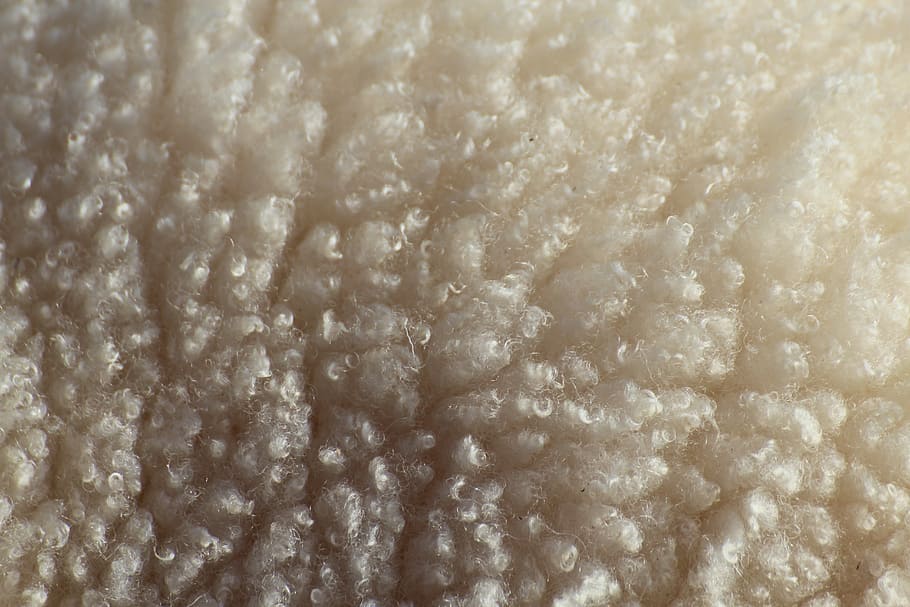 sheep, wool, livestock, close, backgrounds, close-up, macro HD wallpaper