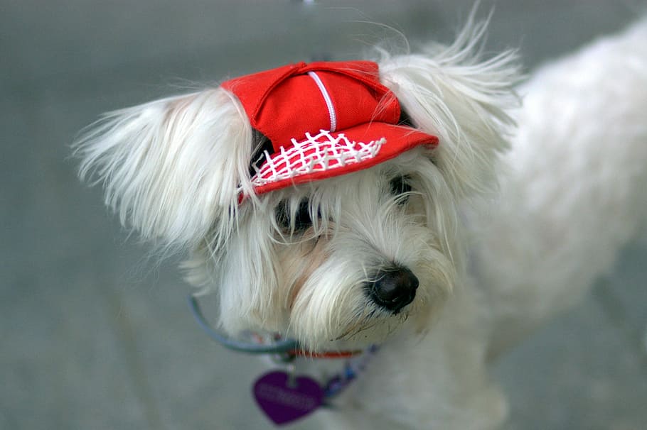 Dog, Bichon, White, Cap, Cute, pets, christmas, one animal HD wallpaper