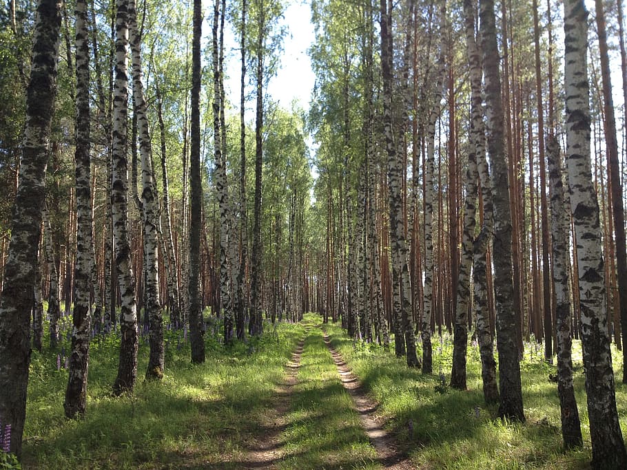 Forest, Road, Birch, Sun, Tree, trees, landscape, nature, tree trunk HD wallpaper