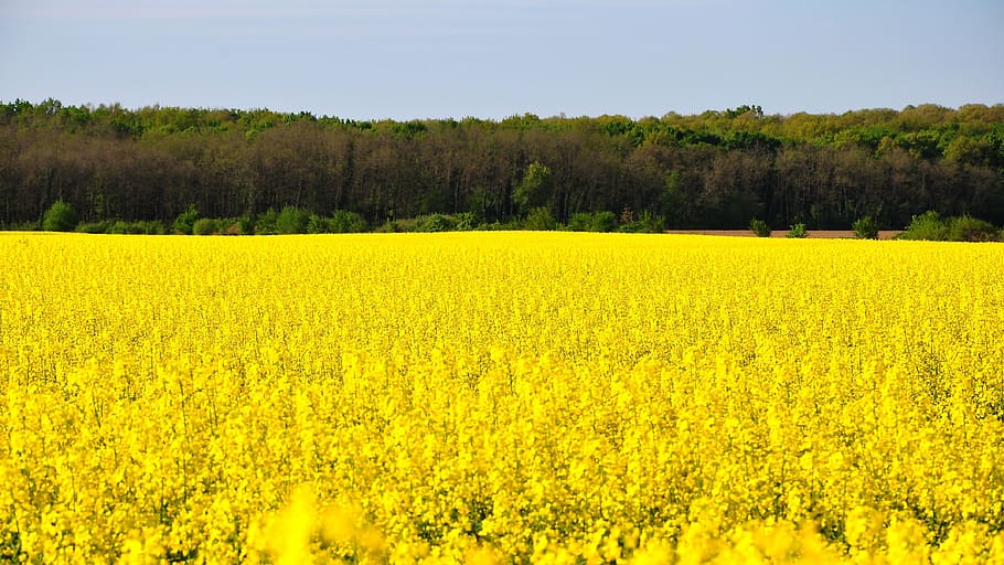 Rape, Spring, Canola, Field, Yellow, canola field, nature, agriculture HD wallpaper