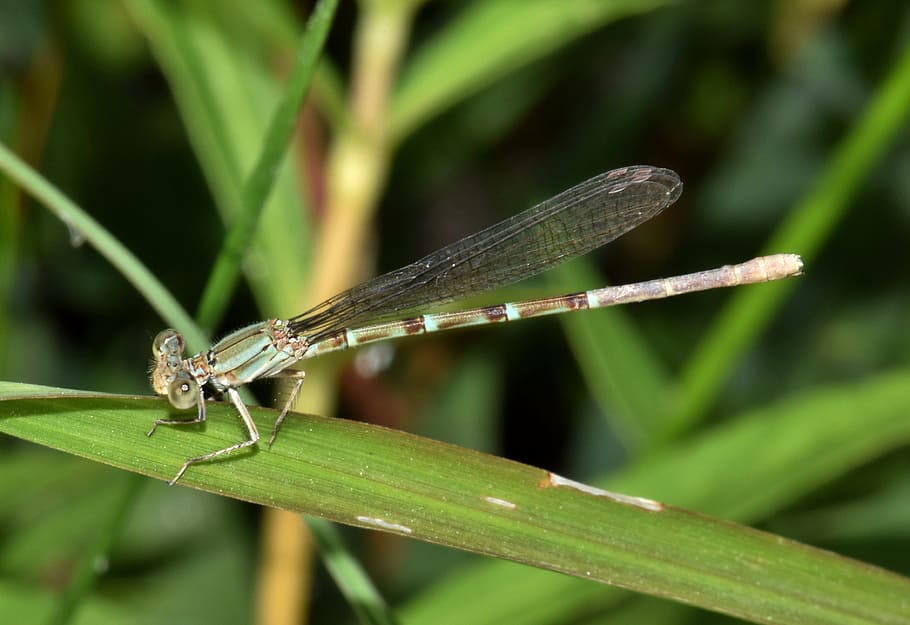 damselfly, insect, insectoid, winged, bug, flying insect, winged insect HD wallpaper