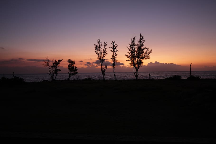 cut, sunset, tree, twilight, dawn, landscape, sky, silhouette HD wallpaper