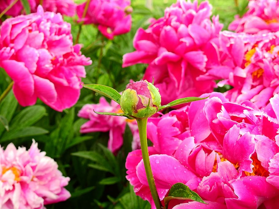 flower, blossom, bloom, rose, peony, pentecost, nature, plant HD wallpaper