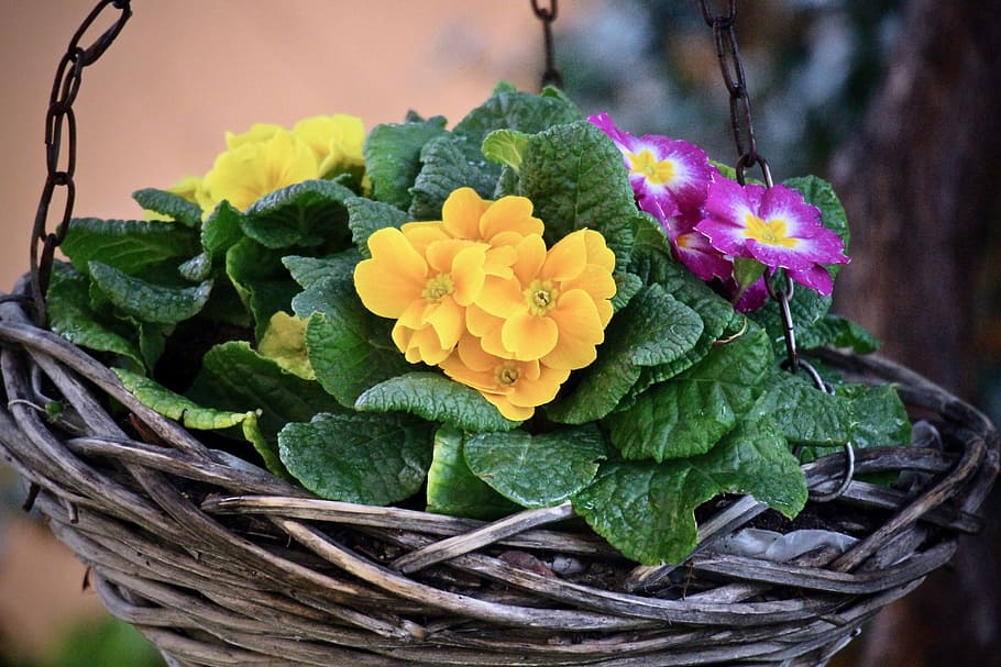 spring, cowslip, flower, nature, leaf, floral, garden, petal HD wallpaper