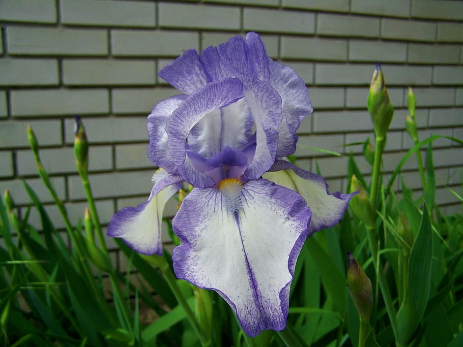 purple iris, fleur-de-lis, spring flower, nature, plant, close-up HD wallpaper