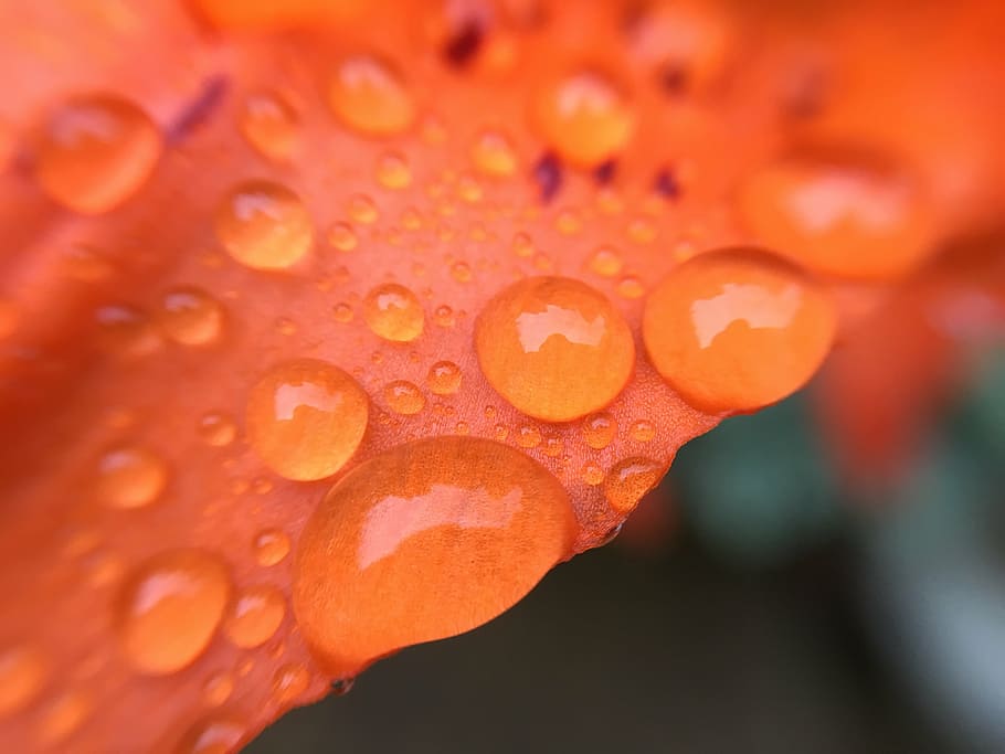 raindrops, lily, water, close-up, wet, freshness, orange color HD wallpaper