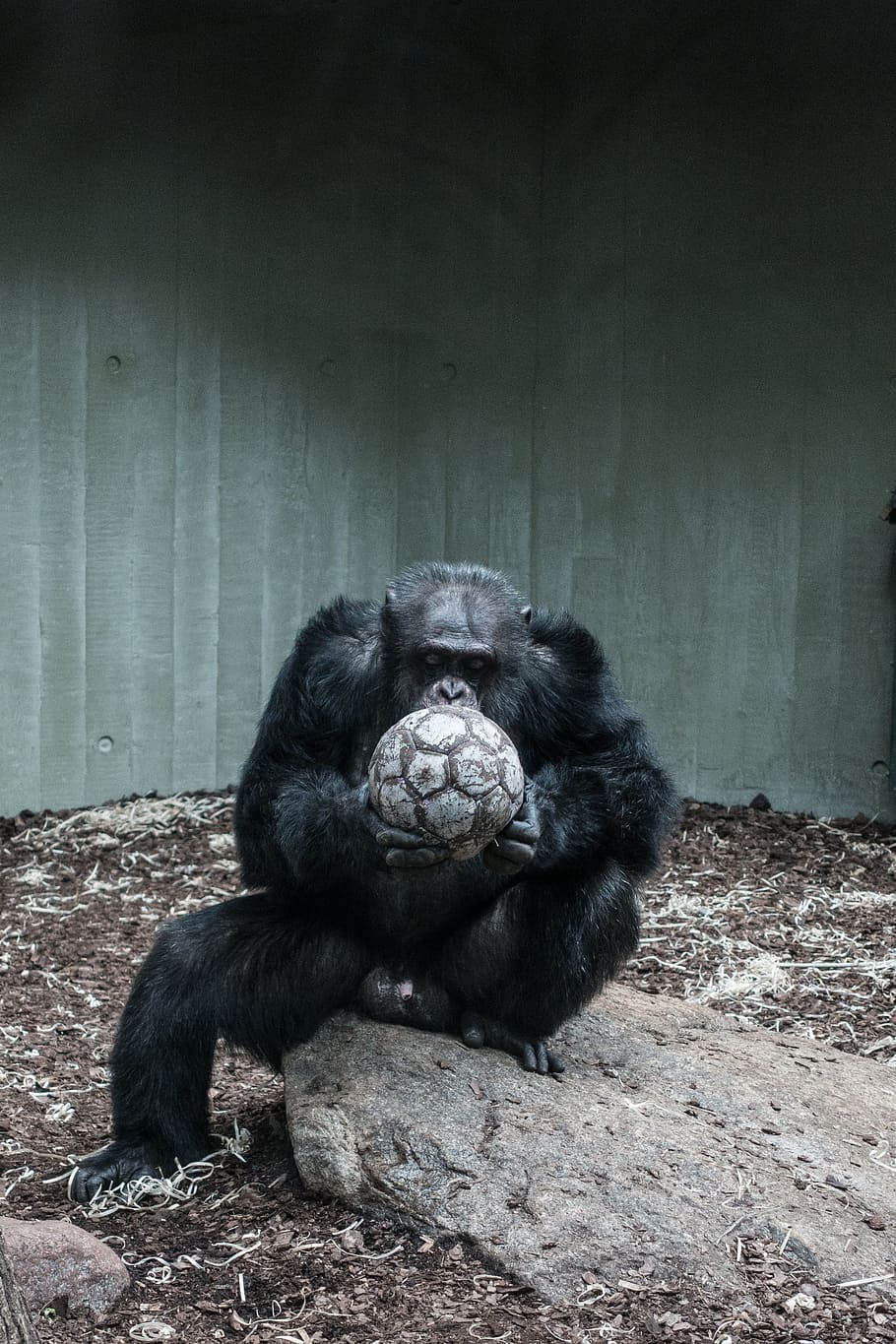 ape holding soccer ball, gorilla holding soccer ball near corner HD wallpaper