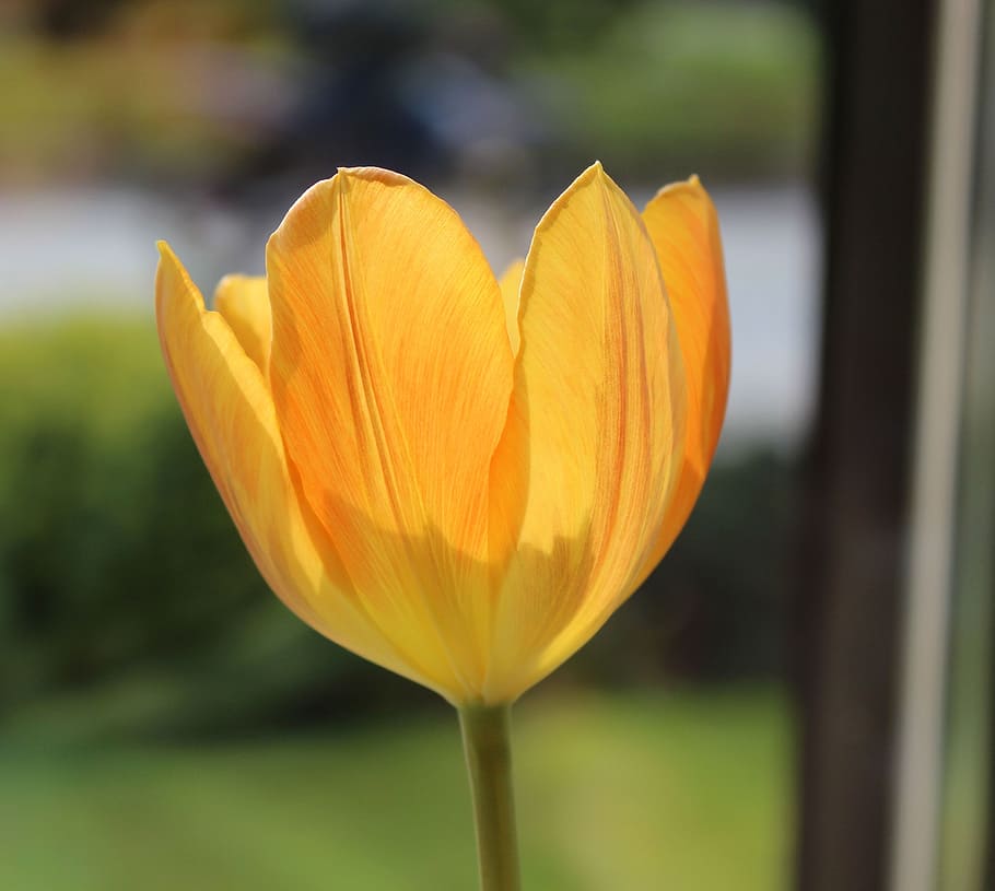 tulip, orange, spring, flowering plant, fragility, vulnerability HD wallpaper