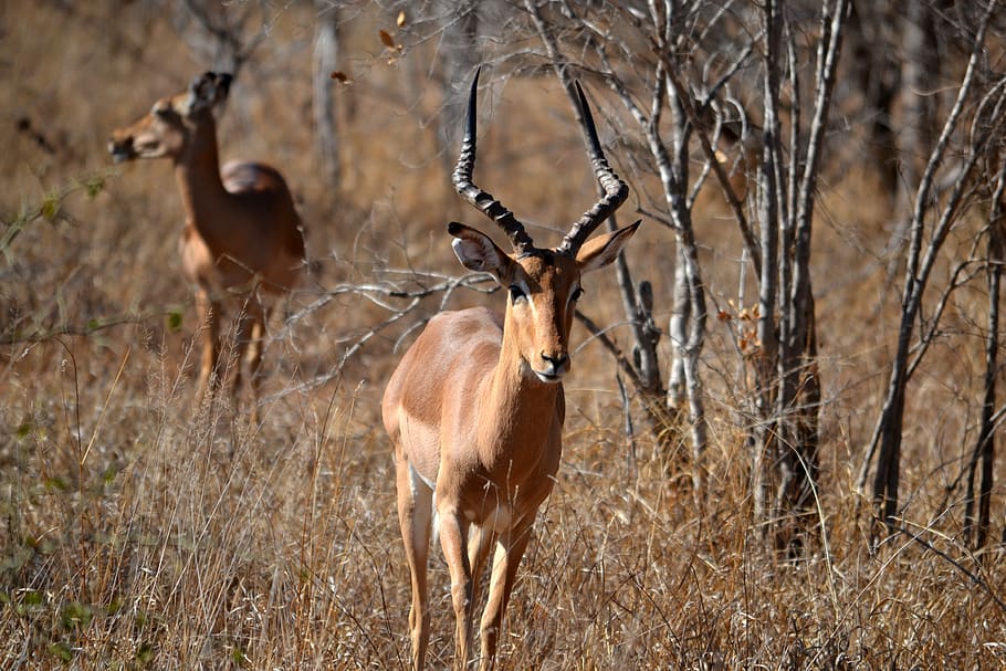 tilt shift photography of brown antelope, kudu walking near tree, HD wallpaper