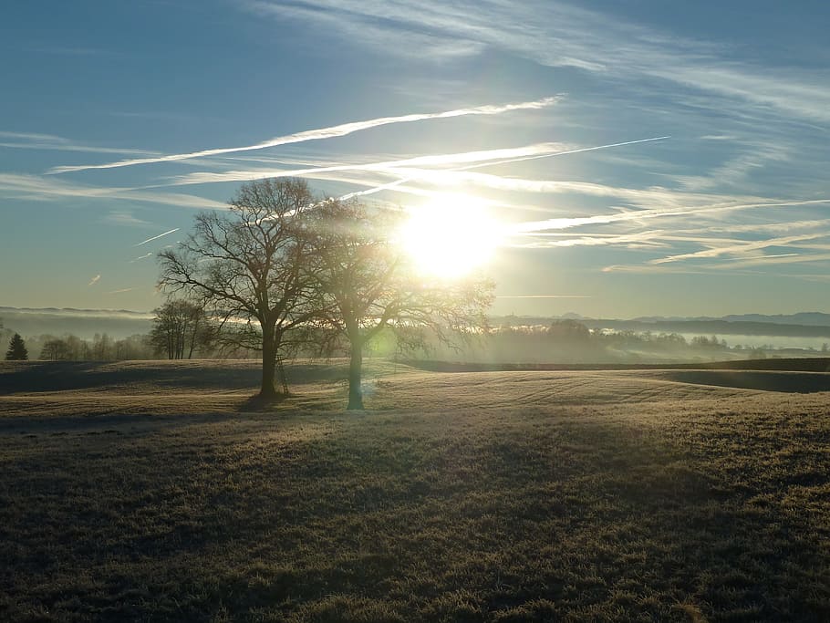 sun, nature, sky, tree, landscape, sunlight, tranquility, environment HD wallpaper