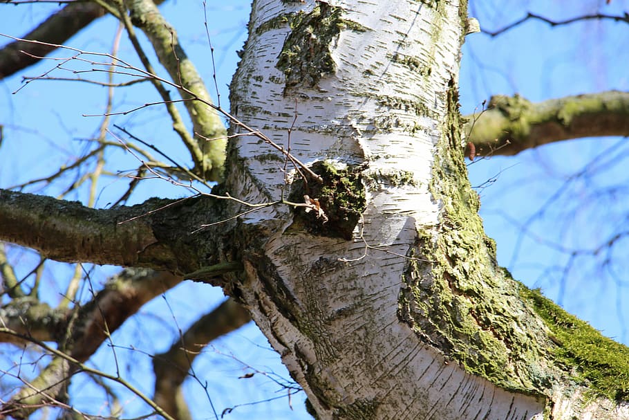 tree, birch, nature, spring, tribe, trunk, tree trunk, plant HD wallpaper