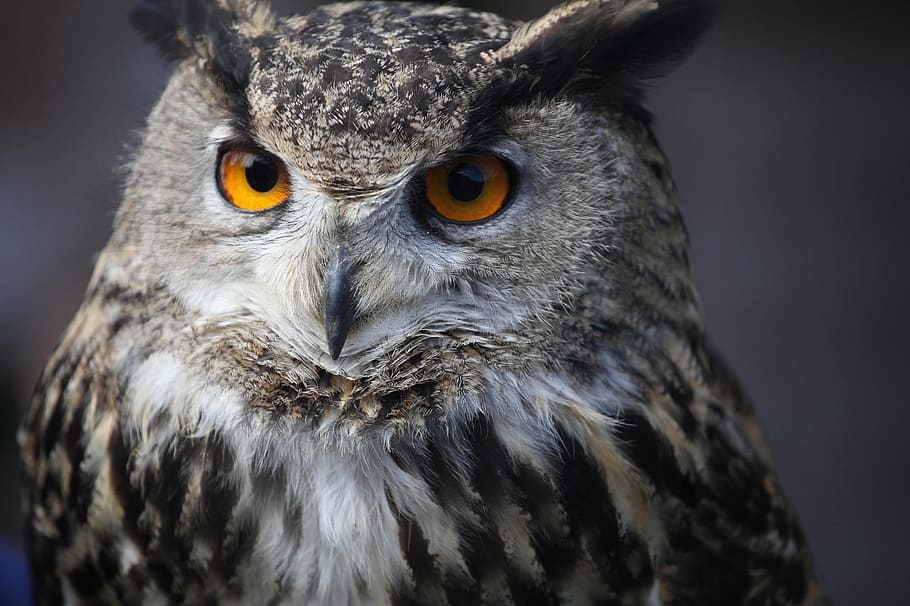 white and gray owl closeup photo, eagle owl, bird, feather HD wallpaper