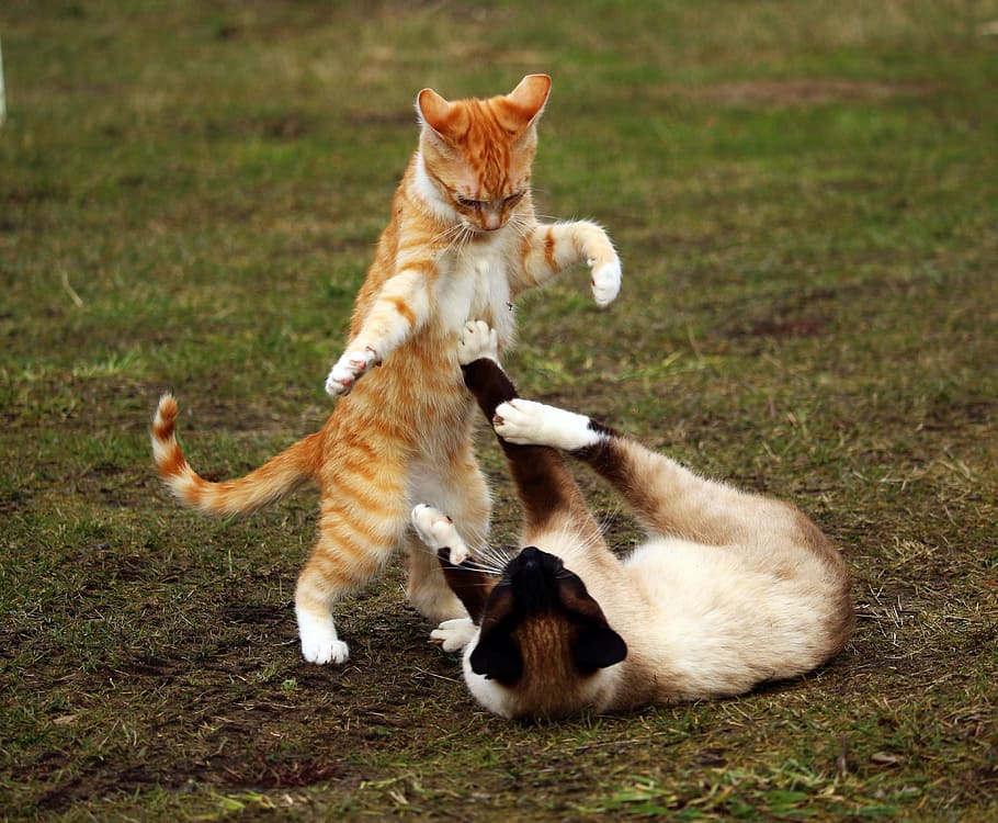 two cats fighting, red mackerel tabby, kitten, red cat, siamese cat