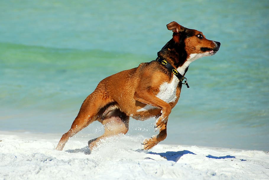 dog running on seashore at daytime, animal, beach, pet, canine