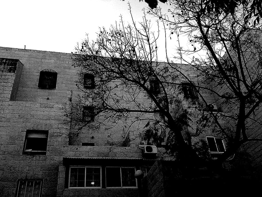 house, tree, sky, nature, home, structure, building, plant HD wallpaper