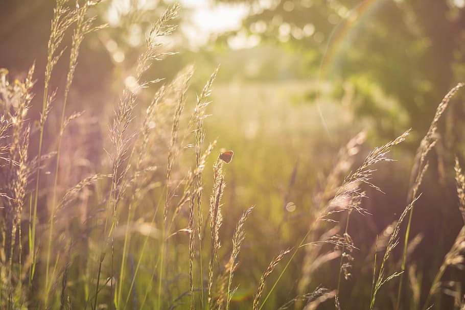 summer meadow, sun, back light, nature, grasses, plant, growth HD wallpaper