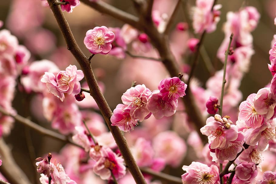 branch, flower, tree, nature, plant, flowering plant, pink color HD wallpaper