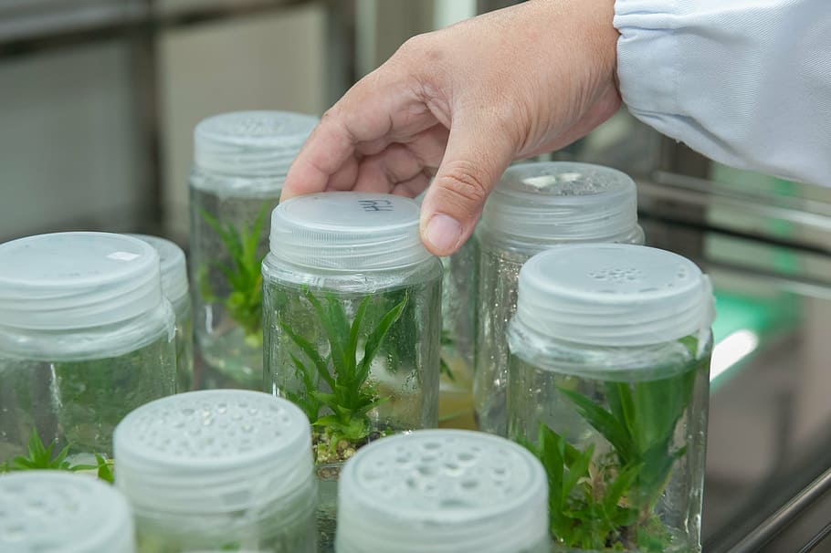 person holding clear glass mason jar, plant tissue culture facility