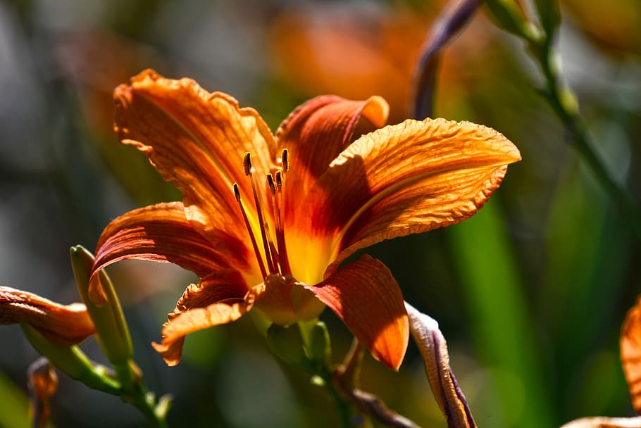 closeup photography of orange lily, flower, plant, bloom, petal, HD wallpaper