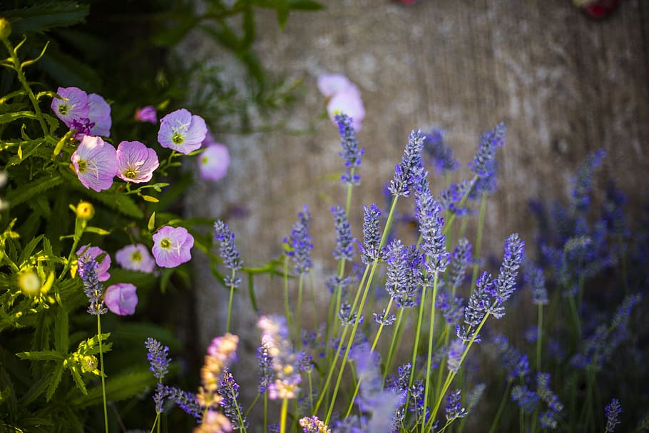 purple lavender plants in tilt shift photography, flowers, violet, HD wallpaper