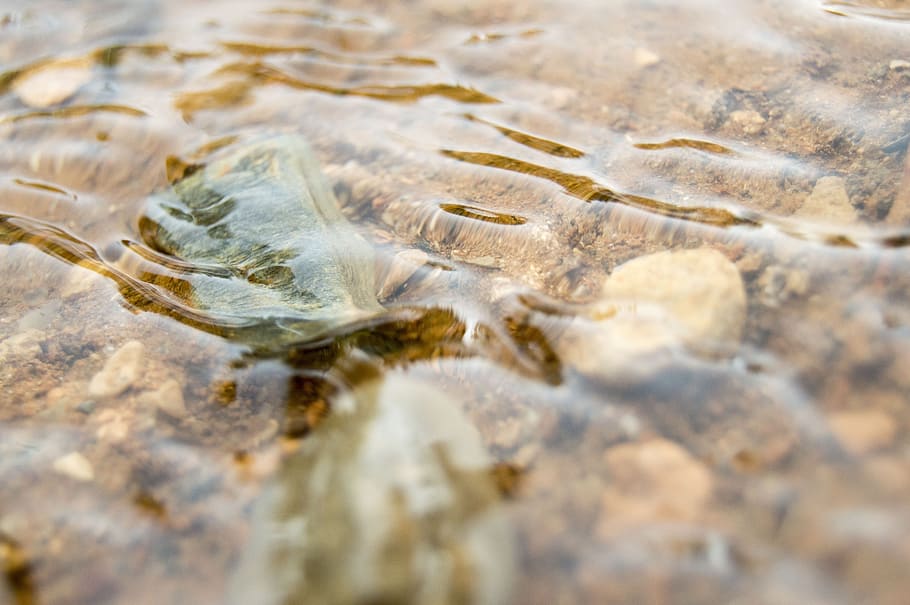 river, water, current, stones, movement, reflection, animal themes HD wallpaper