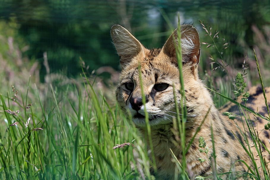 close-up photography of bengal cat in grass, Serval, Animal, Wild, HD wallpaper