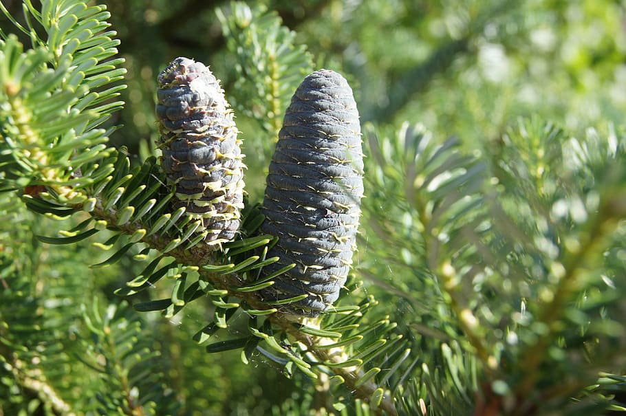 pine cone, needles, nature, twigs, tree, iglak, christmas tree HD wallpaper