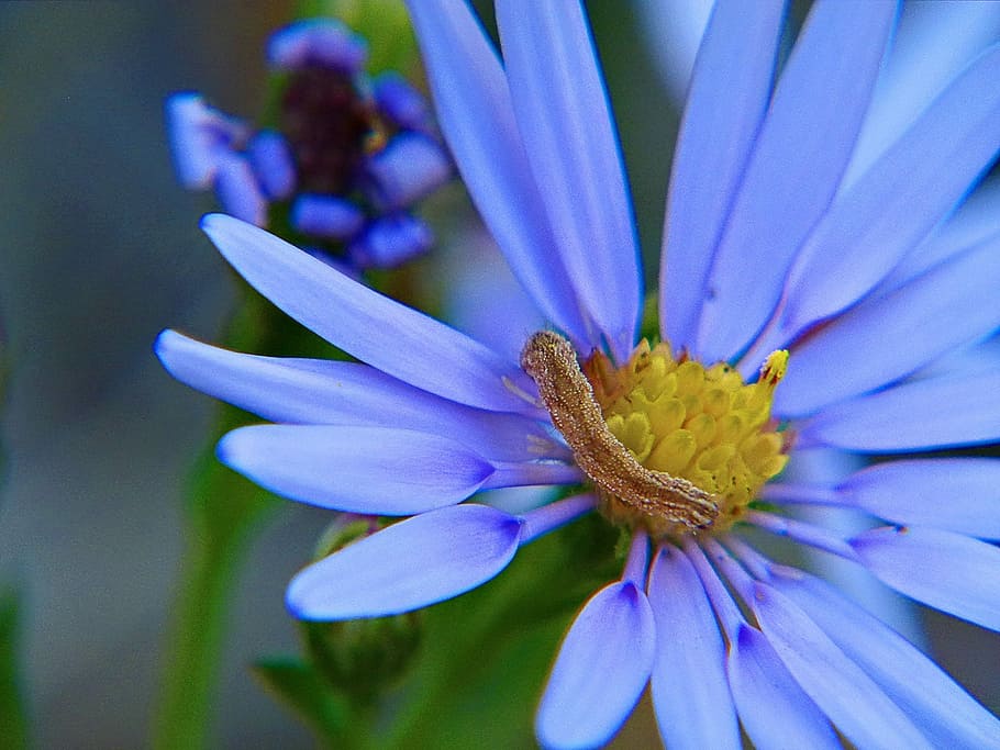 Flower, Arctic Aster, blue, wildflower, floral, blossom, bloom HD wallpaper