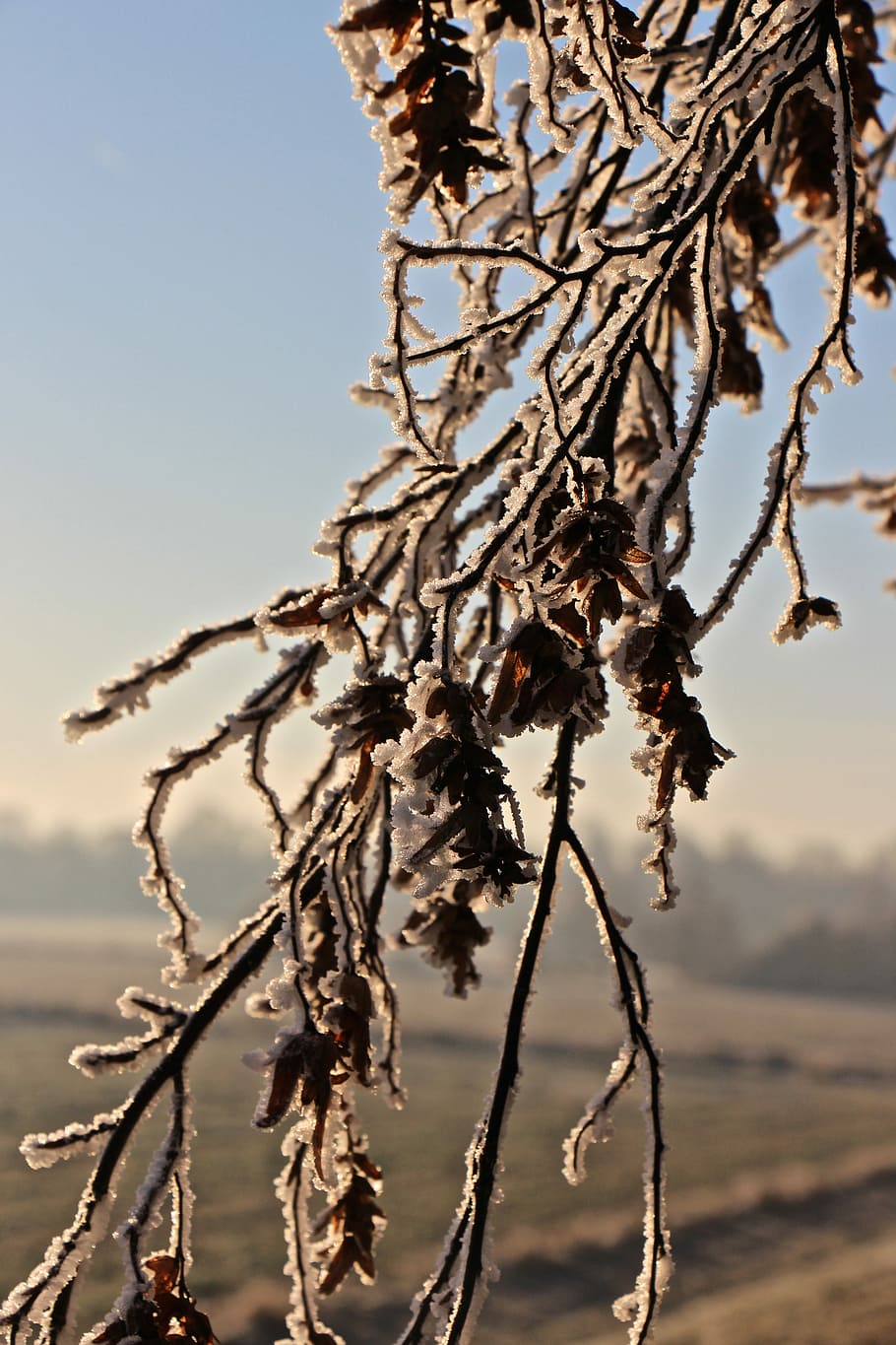 Frost, Winter, Tree, Branch, Wintry, cold, winter magic, plant HD wallpaper