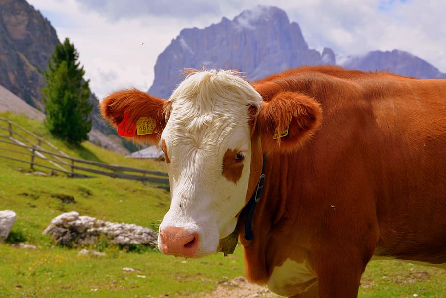 cow, pasture, mountain, prato, animal, bovino, livestock, nature, HD wallpaper