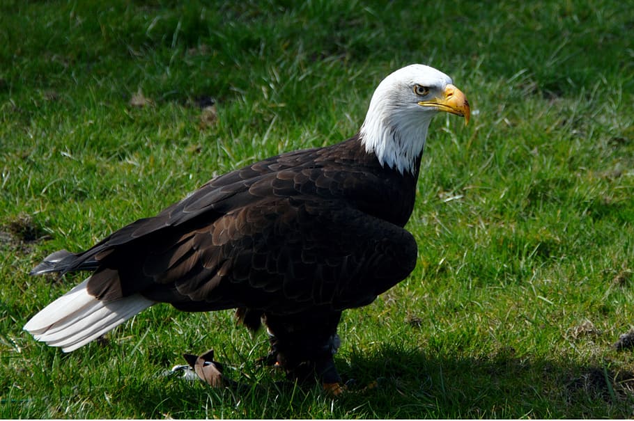 adler, bald eagle, raptor, close, bill, coat of arms of bird HD wallpaper