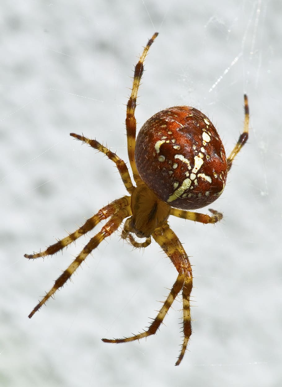 garden spider, arachnid, close, spider macro, araneus diadematus, HD wallpaper