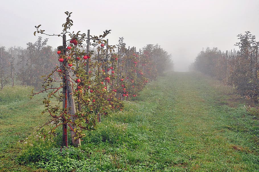 sad, apples, fruit, the fog, the cultivation of, autumn, nature, HD wallpaper