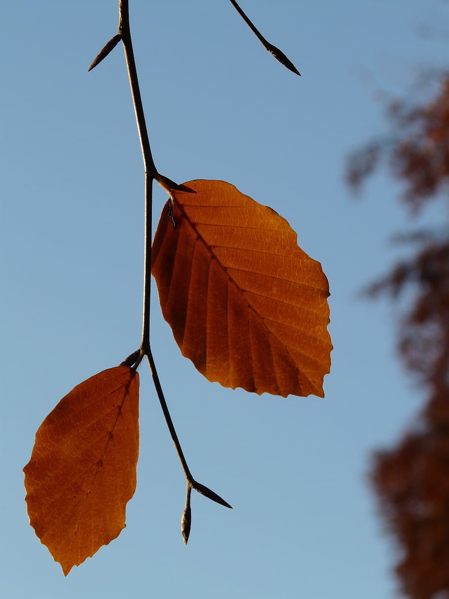 Leaf, Pair, Beech, two, both, fagus sylvatica, deciduous tree HD wallpaper
