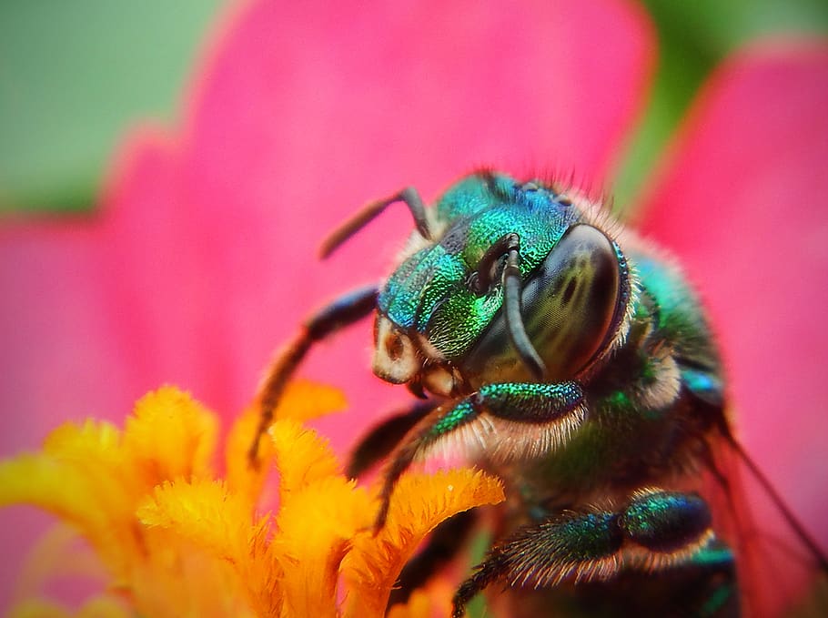 bee, macro, pollen, flower, pollination, plant, insects, nectar HD wallpaper