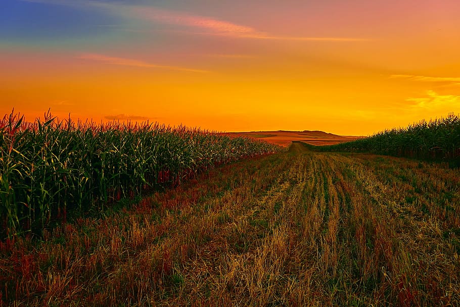 view of green and brown grass field under sunset, corn, cornfield, HD wallpaper