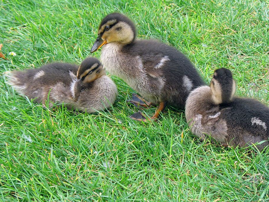 duckling, ducklings, three, green, grass, lawn, babies, sitting HD wallpaper